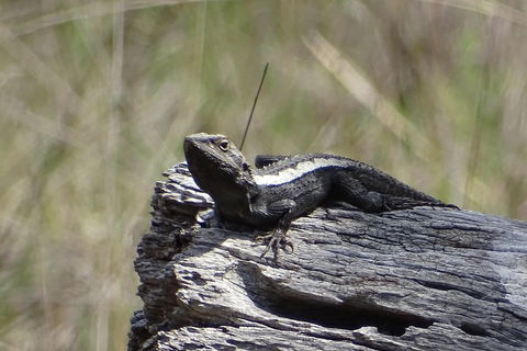 Inside The Greater Blue Mountains World Heritage - A Private Wildlife Safari Overnight - Accommodation BNB 2