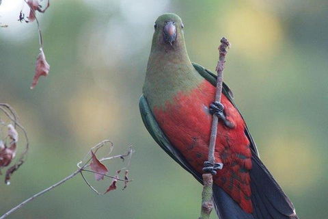 Inside The Greater Blue Mountains World Heritage - A Wildlife Safari Overnight - Accommodation BNB 0