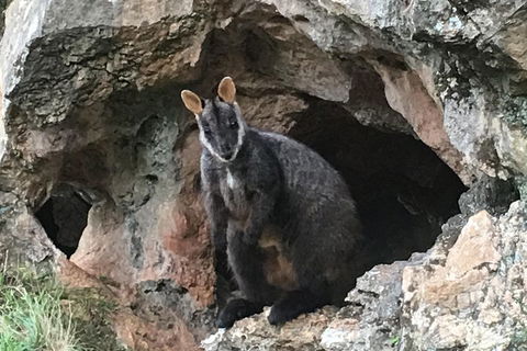 Inside The Greater Blue Mountains World Heritage - A Wildlife Safari Overnight - Accommodation BNB 1