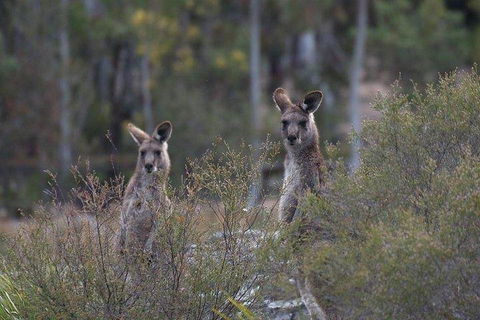 Inside The Greater Blue Mountains World Heritage - A Wildlife Safari Overnight - Accommodation BNB 2