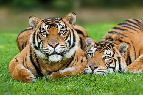 The Ultimate Gold Coast Attractions Pass - Accommodation BNB 2
