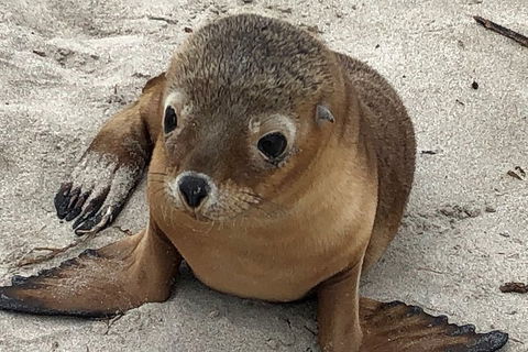 Kangaroo Island Scenic Trail Tour - Accommodation BNB 0