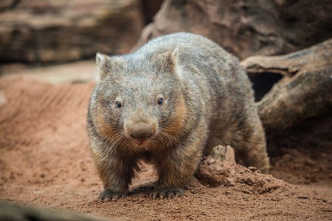WILD LIFE Sydney Entrance Ticket - Accommodation BNB 0