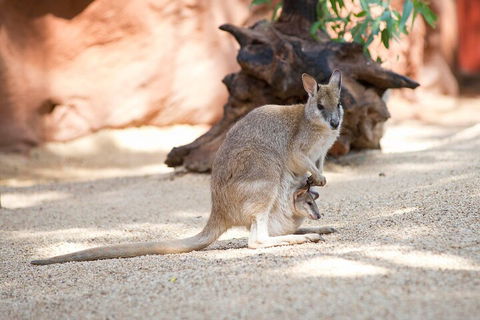WILD LIFE Sydney Entrance Ticket - Accommodation BNB 2