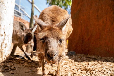 WILD LIFE Sydney Entrance Ticket - Accommodation BNB 3