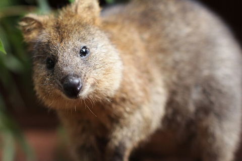 WILD LIFE Sydney Entrance Ticket - Accommodation BNB 4