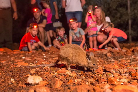 Alice Springs Desert Park Nocturnal Tour - Accommodation BNB 1