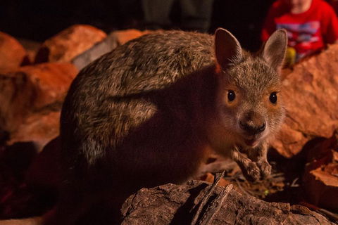Alice Springs Desert Park Nocturnal Tour - Accommodation BNB 3