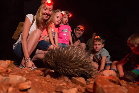 Alice Springs Desert Park Nocturnal Tour - Accommodation BNB 5