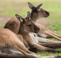 Private Ballarat and Sovereign Hill Tour from Melbourne