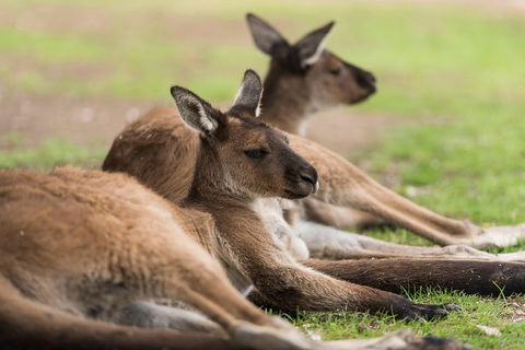 Private Ballarat And Sovereign Hill Tour From Melbourne - Accommodation BNB 0