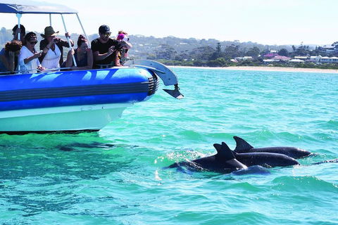 Southern Ocean Adventure From Victor Harbor - Accommodation BNB 2