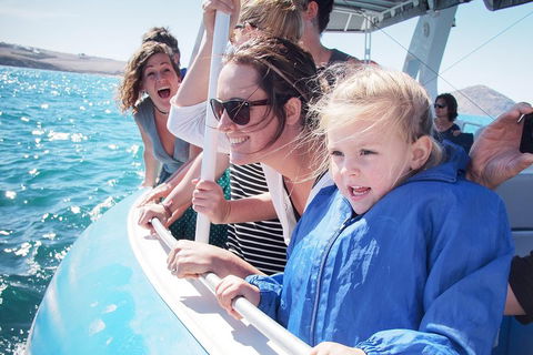 Southern Ocean Adventure From Victor Harbor - Accommodation BNB 4