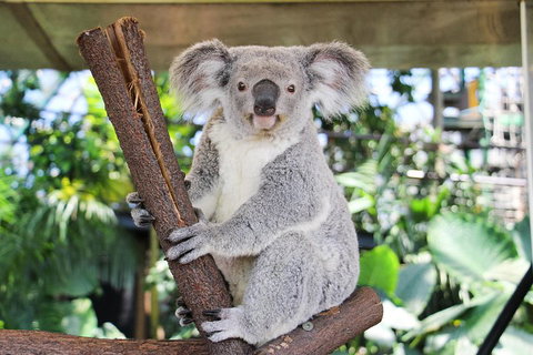 Cairns ZOOM And Wildlife Dome - Accommodation BNB 0