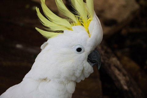 Cairns ZOOM And Wildlife Dome - Accommodation BNB 2