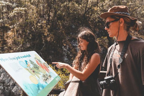 Springbrook AndTamborine Rainforest Tour Incl Natural Bridge And Glow Worm Cave - Accommodation BNB 0