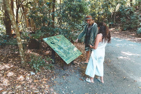 Springbrook AndTamborine Rainforest Tour Incl Natural Bridge And Glow Worm Cave - Accommodation BNB 5
