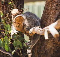 Melbourne City Tour and Phillip Island in One Day