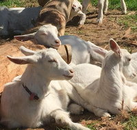 Mornington Peninsula Winery Tours with Cheese Chocolate Tastings from Melbourne