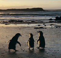 Phillip Island Penguin Parade Day Trip with Koala Conservation Reserve Visit