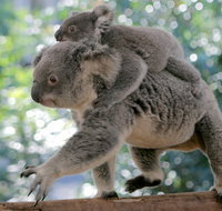 Lone Pine Koala Sanctuary Admission with Brisbane River Cruise