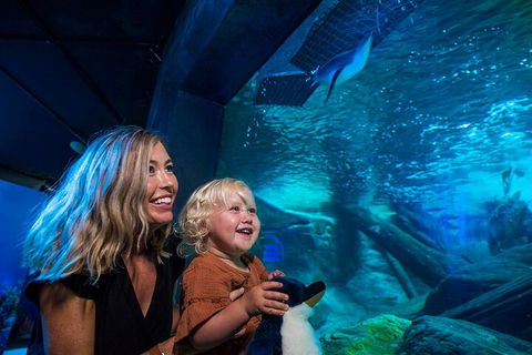 SEA LIFE Sunshine Coast Aquarium Entrance Ticket - Accommodation BNB 0