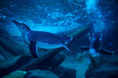SEA LIFE Sunshine Coast Aquarium Entrance Ticket - Accommodation BNB 1