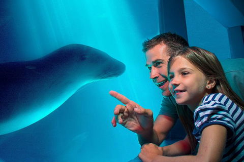 SEA LIFE Sunshine Coast Aquarium Entrance Ticket - Accommodation BNB 2