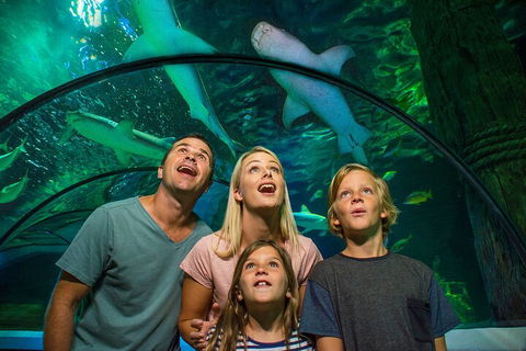SEA LIFE Sunshine Coast Aquarium Entrance Ticket - Accommodation BNB 3