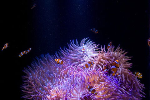 SEA LIFE Sunshine Coast Aquarium Entrance Ticket - Accommodation BNB 4