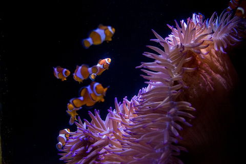 SEA LIFE Sunshine Coast Aquarium Entrance Ticket - Accommodation BNB 5