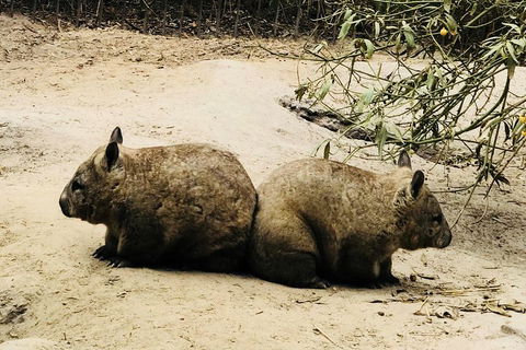 Phillip Island Penguin Parade, Brighton Bathing Boxes And Wildlife Park Tour - Accommodation BNB 0