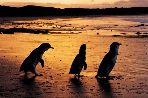 Phillip Island Penguin Parade, Brighton Bathing Boxes And Wildlife Park Tour - Accommodation BNB 1