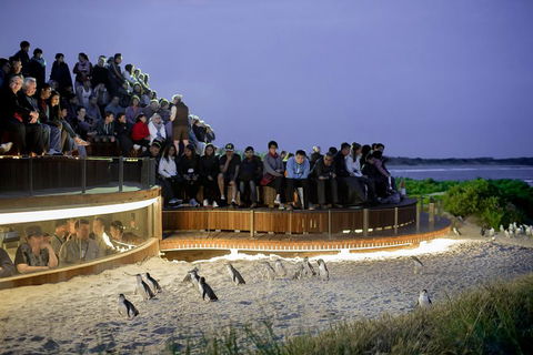 Phillip Island Penguin Parade, Brighton Bathing Boxes And Wildlife Park Tour - Accommodation BNB 2