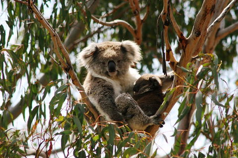 Phillip Island Penguin Parade, Brighton Bathing Boxes And Wildlife Park Tour - Accommodation BNB 4