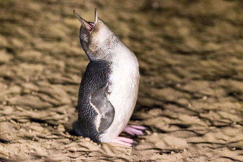 Phillip Island Penguin Parade, Brighton Bathing Boxes And Wildlife Park Tour - Accommodation BNB 5