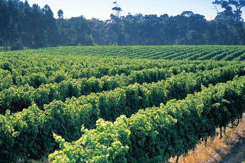 Swan Valley Private Tour - Accommodation BNB 1