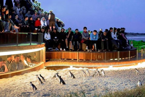 Great Ocean Road & Phillip Island - 3 Days, 2 Nights - Accommodation BNB 0