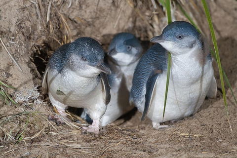 Great Ocean Road & Phillip Island - 3 Days, 2 Nights - Accommodation BNB 2