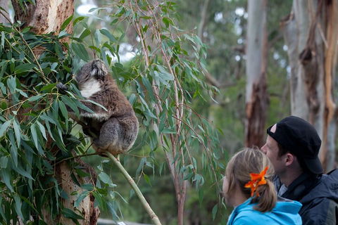 Great Ocean Road & Phillip Island - 3 Days, 2 Nights - Accommodation BNB 4