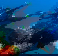 Scuba Dive the S.S. Yongala Wreck on the Great Barrier Reef. - Accommodation BNB