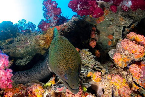 Scuba Dive The S.S. Yongala Wreck On The Great Barrier Reef. - Accommodation BNB 1