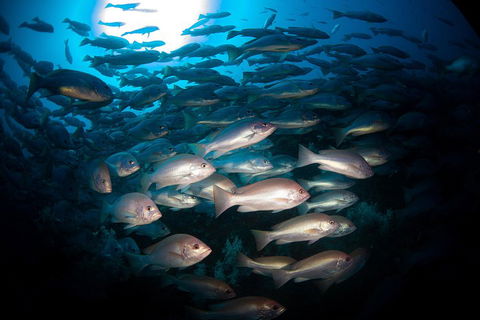 Scuba Dive The S.S. Yongala Wreck On The Great Barrier Reef. - Accommodation BNB 4
