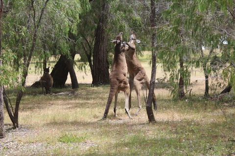 Margaret River Coastal And Wildlife Eco Trip From Busselton Or Dunsborough - Accommodation BNB 1