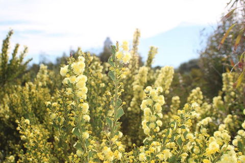 Margaret River Coastal And Wildlife Eco Trip From Busselton Or Dunsborough - Accommodation BNB 4